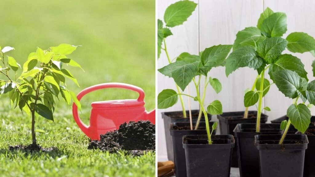 How to Fertilize and Water Seedlings: Essential Tips for Healthy, Thriving Plants