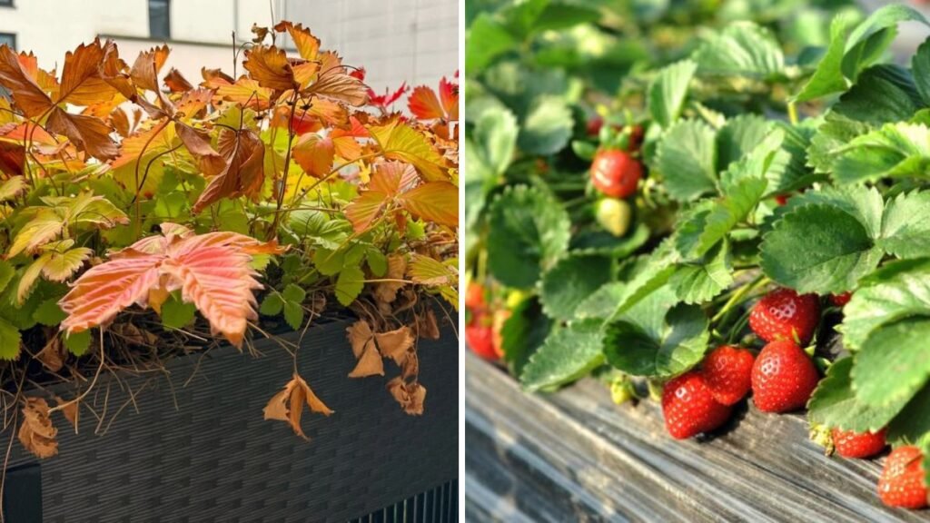 Autumn Strawberry Care: Substrate Renewal, Leaf Pruning, and Ant Control for Healthy Plants