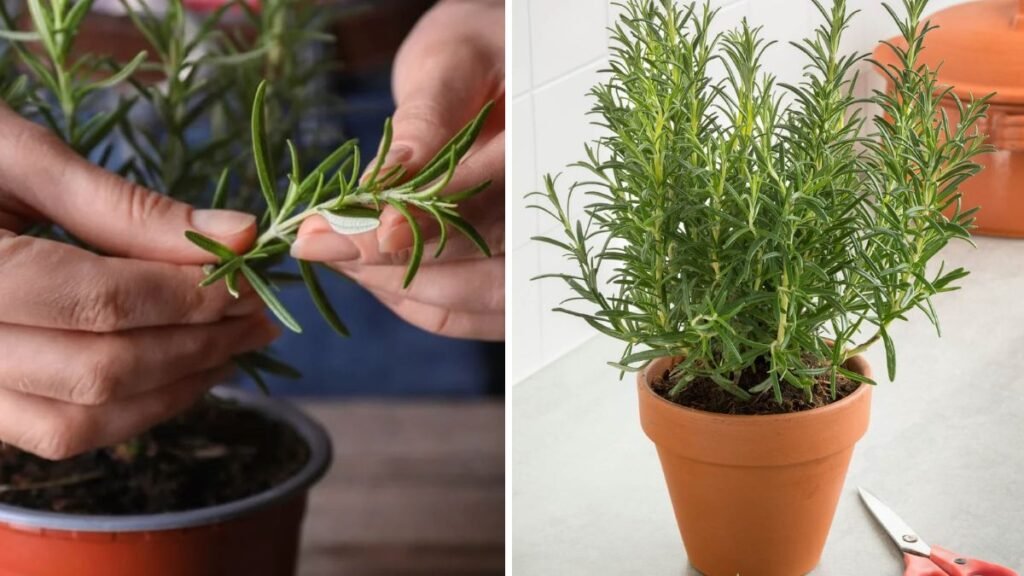 How to Grow Rosemary for High Production: A Complete Guide