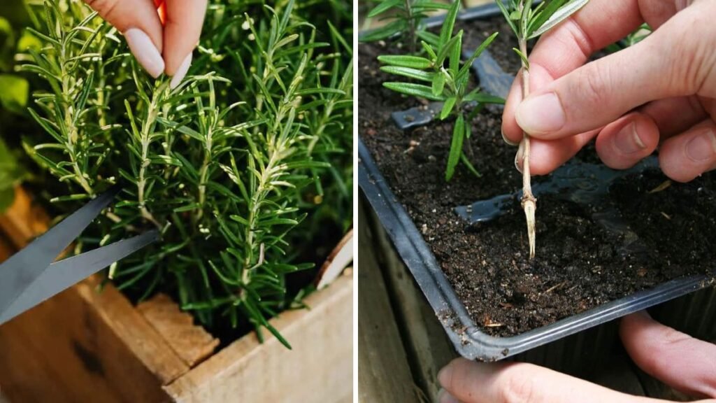 How to Propagate Rosemary in Water Quickly and Easily
