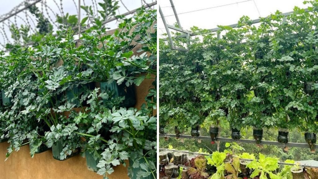 Transform Waste Into Food: Recycle Plastic Bottles Into a Unique Vertical Celery Wall Garden!