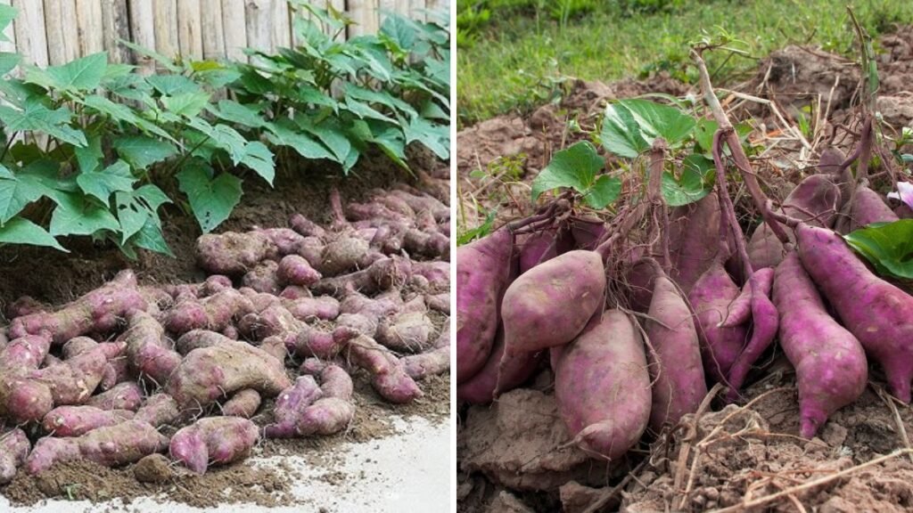 No Garden Needed! 5 Super Easy Ways to Grow Sweet Potatoes for a Big Harvest at Home
