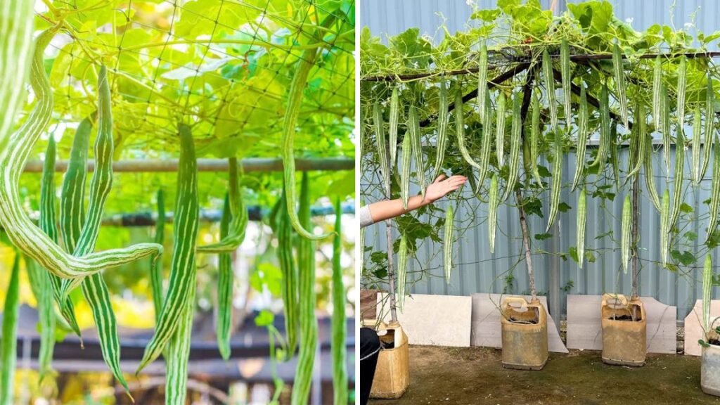 Grow Snake Gourd This Way – Harvest Nonstop! Discover the Secret Formula for Endless Production