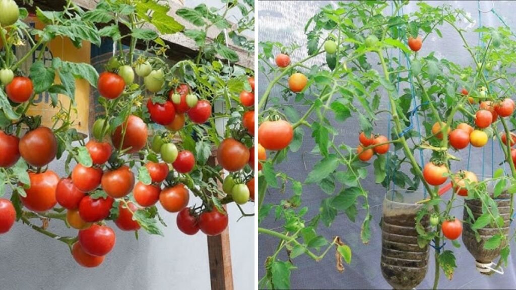 Jangan Buang Botol Bekas! Begini Cara Menanam Tomat Super Subur Hanya dengan Botol Air Lama