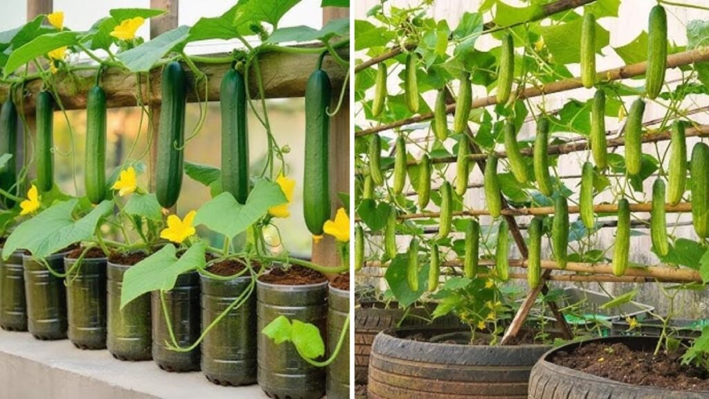 How to Grow Cucumbers at Home: A Complete Step-by-Step Guide for Fresh, Crisp Harvests