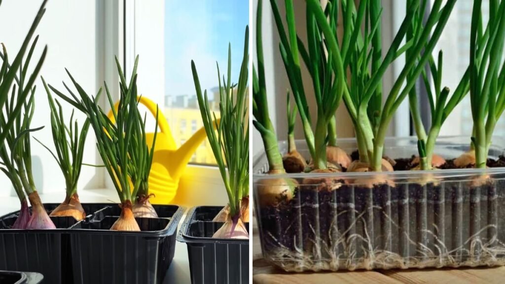 Top Tips for Growing Onions: A Complete Guide to Big, Flavorful Bulbs at Home