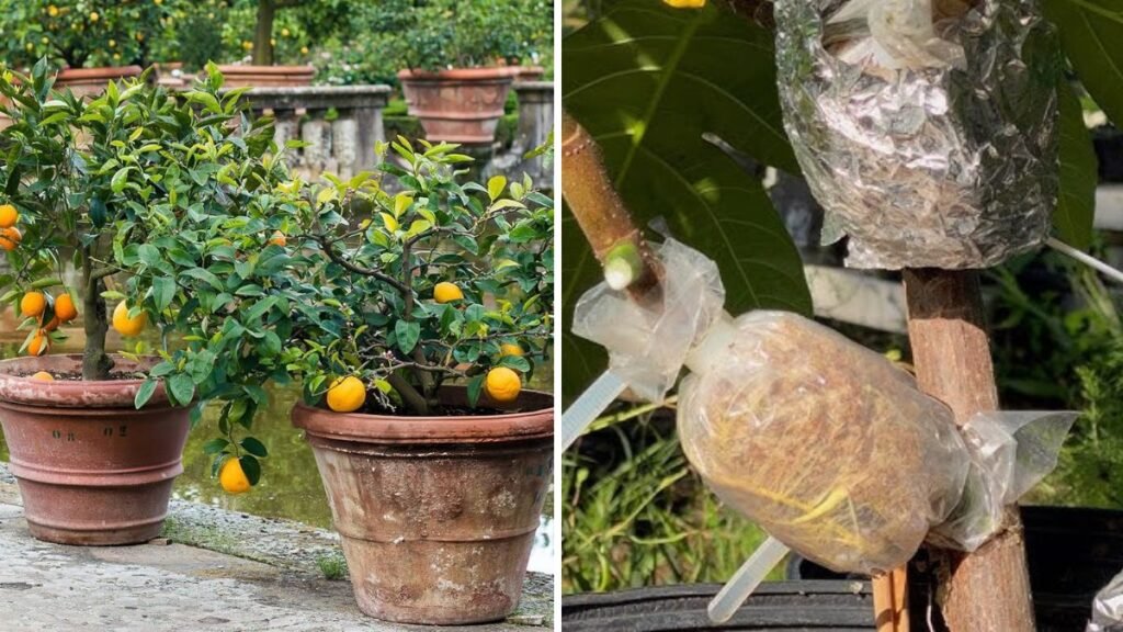 Master the Art of Air Layering: Grow Fruit Trees Effortlessly at Home