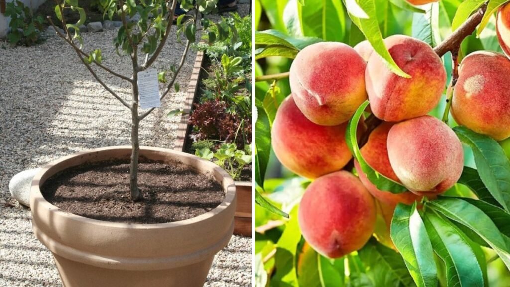 Homegrown Sweetness: A Complete Guide to Growing Peaches at Home