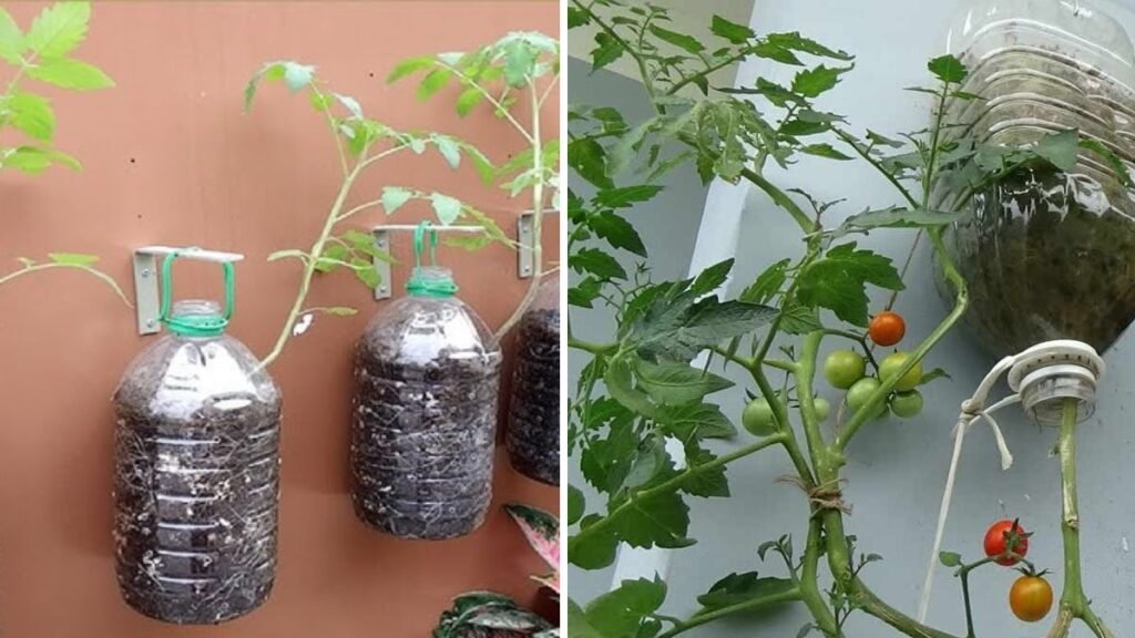 Upside-Down Gardening: How to Grow Juicy Tomatoes with Ease