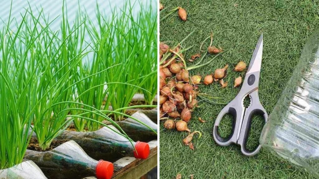 Grow Onions in a Plastic Bottle: A Simple, Space-Saving Guide to Fresh Homegrown Onions