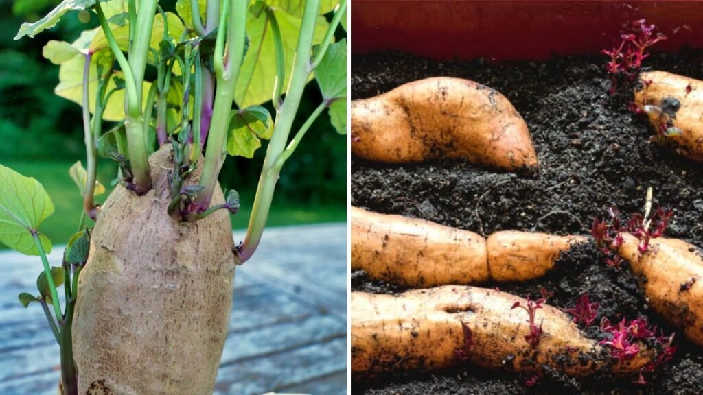 From Slip to Harvest: The Complete Guide to Growing Sweet Potato Seedlings at Home