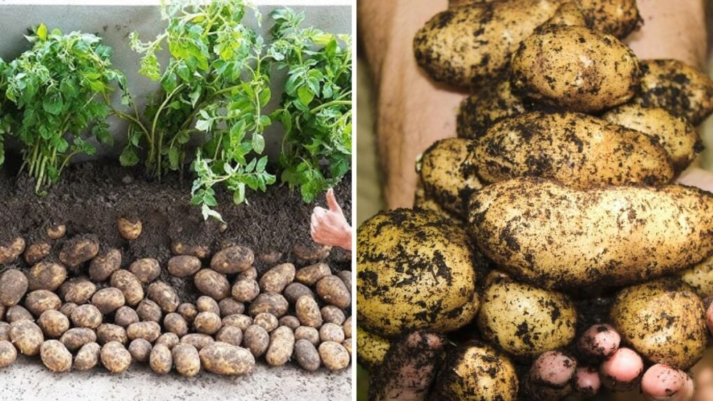 From Eye to Plate: The Complete Guide to Growing Potatoes at Home