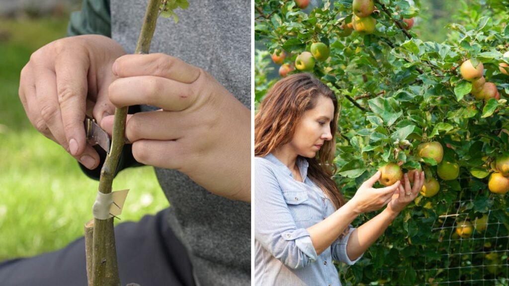 Grafting Made Easy: A Beginner-Friendly Guide to Creating Stronger, Better Fruit Trees