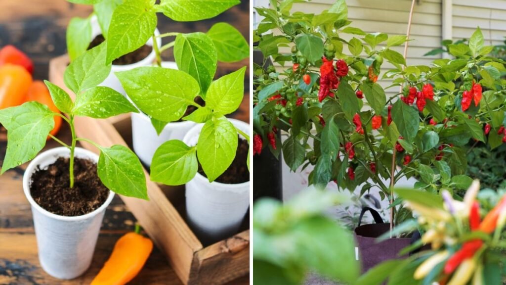 Pepper Power: The Ultimate Easy Guide to Growing Perfect Peppers at Home