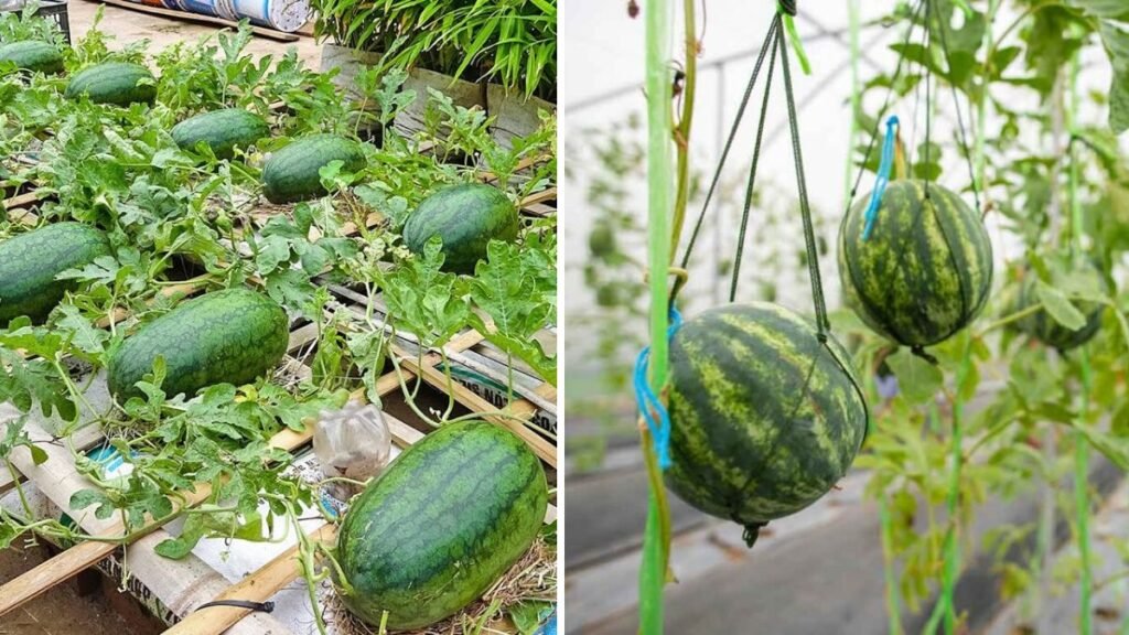 Grow Juicy Watermelons at Home: A Complete Guide to Cultivating Sweet Summer Fruits in Your Backyard