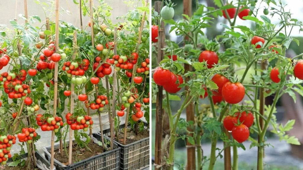 Curious About Home Tomato Farming? Find Out How to Grow Delicious Tomatoes Easily at Home