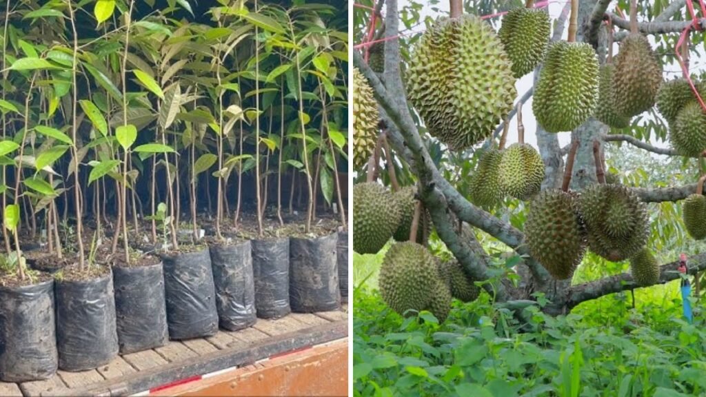 Mastering Durian Side Grafting: The Most Effective Method for Growing Superior Durian Trees at Home