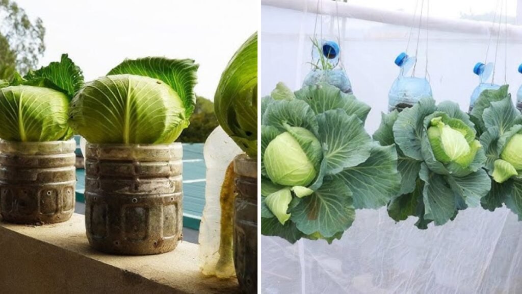 Grow Cabbage in a Bottle: The Genius Space-Saving Technique Every Home Gardener Should Try!