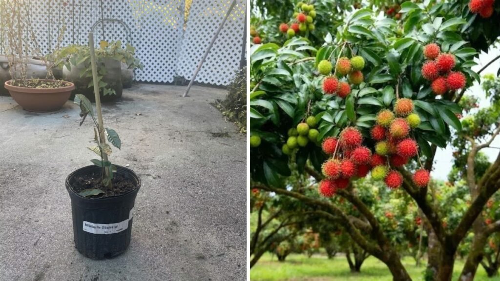 Grow Rambutan at Home: The Easy Step-By-Step Guide to Propagating Rambutan from Cuttings