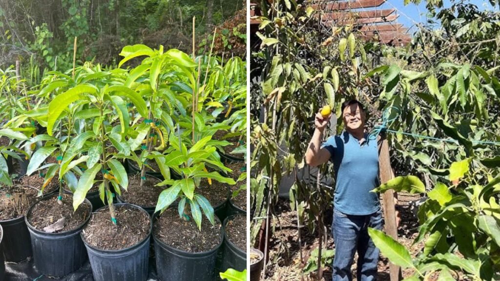 Mastering Mango Grafting: Techniques That Guarantee Faster Growth and Better Harvests
