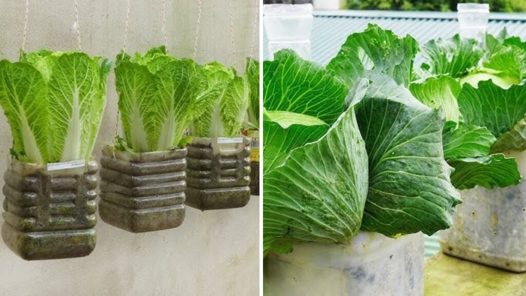 Cabbage in Bottles: The Surprising Science of Growing Big, Healthy Heads in Small Spaces