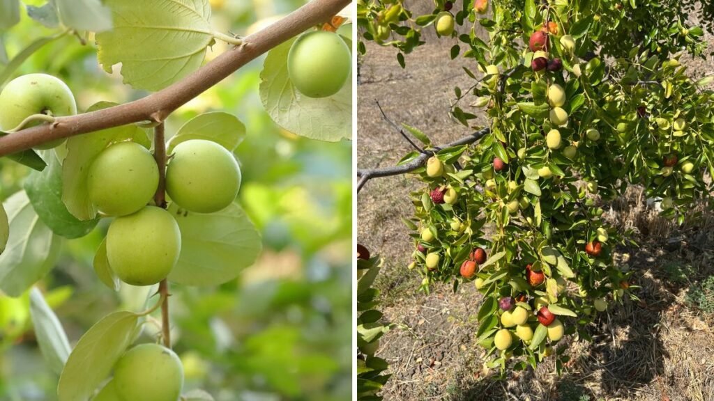 Jujube Tree Grafting Mastery: Unlock the Secret to Fast, Healthy & High-Yield Ziziphus Plants!