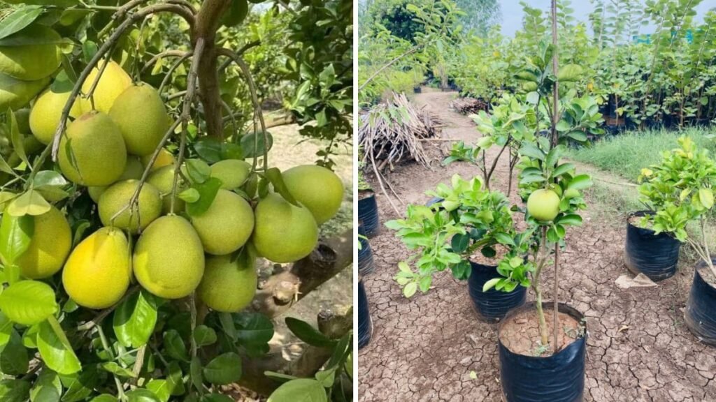 Pomelo Tree Grafting Secrets: Grow Bigger, Sweeter & Faster-Bearing Pomelos at Home!