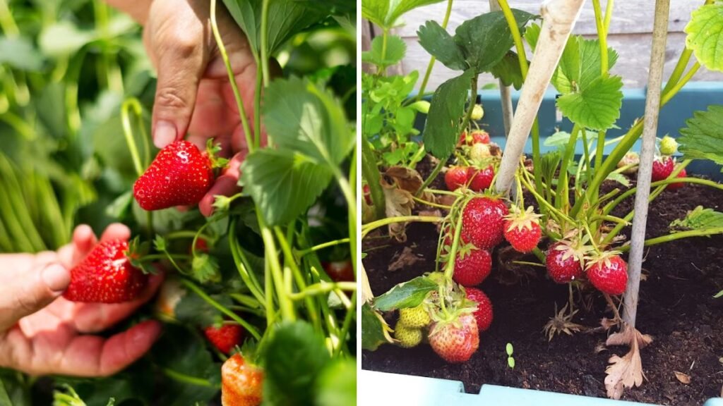 I Tried Growing Strawberries at Home: Tips, Tricks, and Lessons Learned for a Sweet Harvest