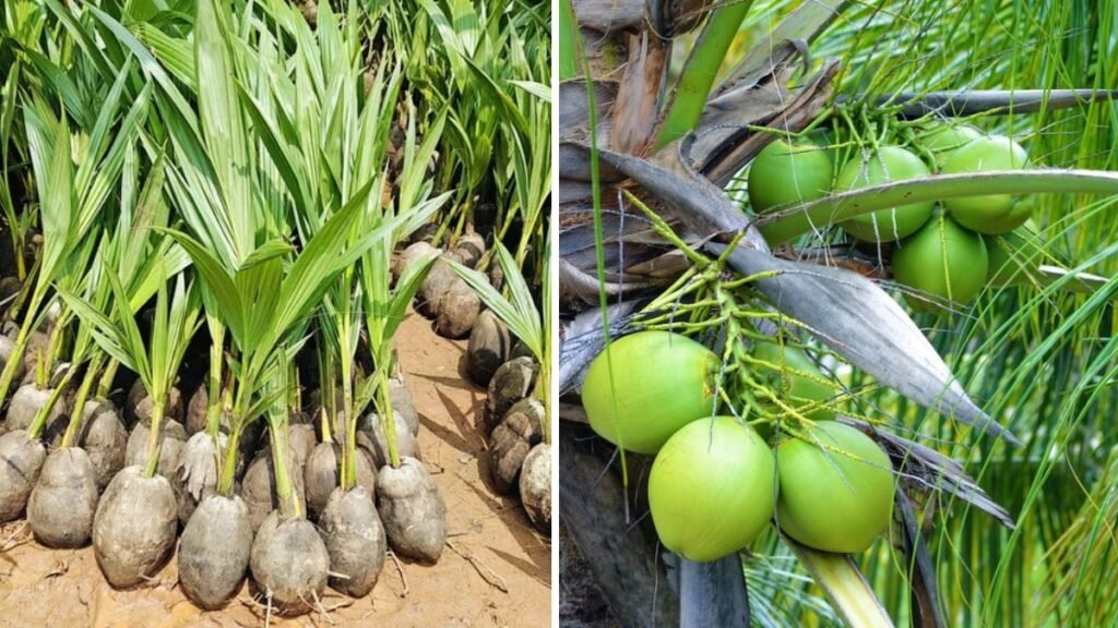 Grow Your Own Coconut Tree at Home: A Complete Guide for Home Gardening Enthusiasts