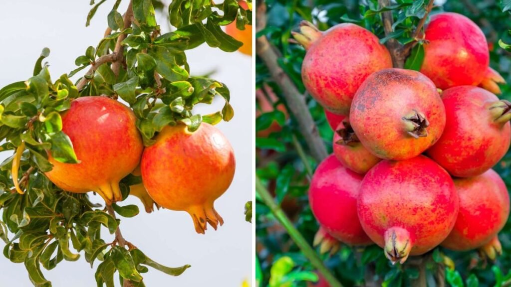 How to Grow Pomegranates at Home: A Complete Guide to Delicious, Homegrown Fruit