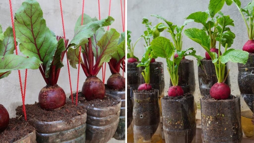 Grow Crunchy Radishes at Home: The Ultimate Beginner’s Guide to Fast & Easy Radish Cultivation