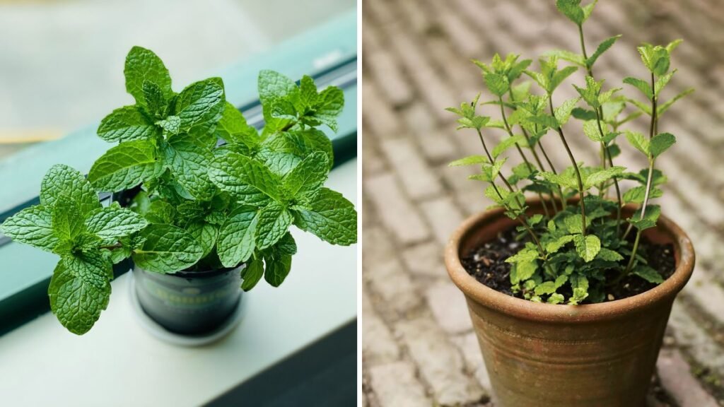 Grow Your Own Fresh Mint: The Ultimate Guide to Healthy Herb Cultivation at Home