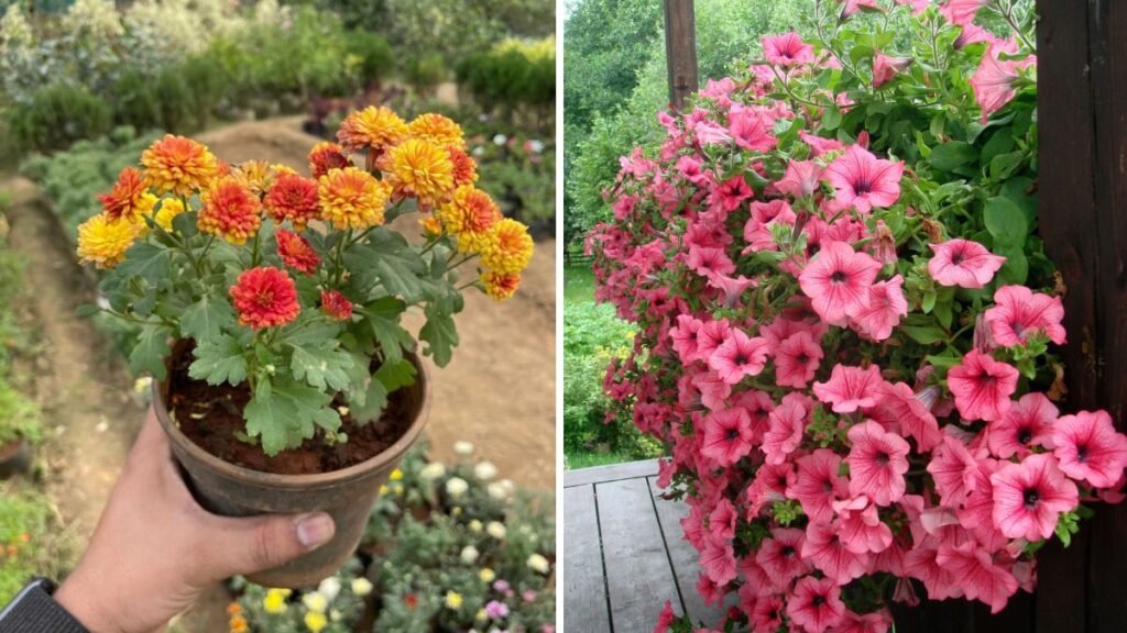 This Plant Will Enhance the Beauty of Your Home and Garden: A Complete Guide to Growing Ornamental Plants