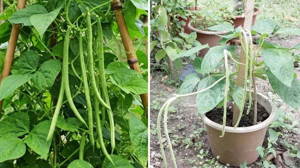 Grow Your Own Yardlong Beans at Home: A Complete Guide for Beginners
