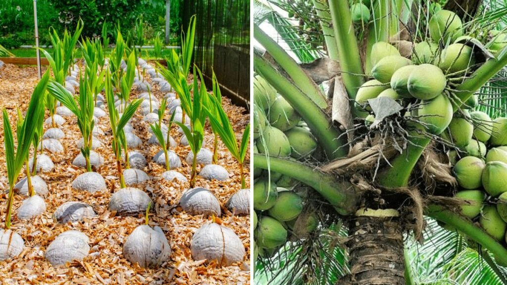 Revolutionary Technique: A Great New Method for Growing Coconut Trees Faster and Healthier