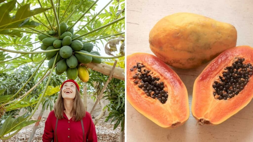 Ultimate Guide: How to Grow a Papaya Tree to Produce Abundant, Sweet Fruits