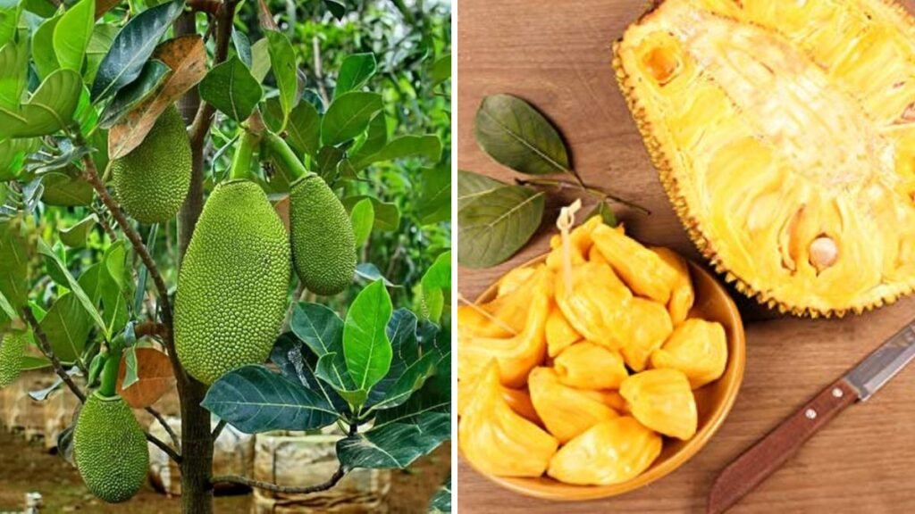 Innovative Grafting Technique: How to Graft Jackfruit Trees Using Ripe Papaya for Faster Growth and Fruit Production