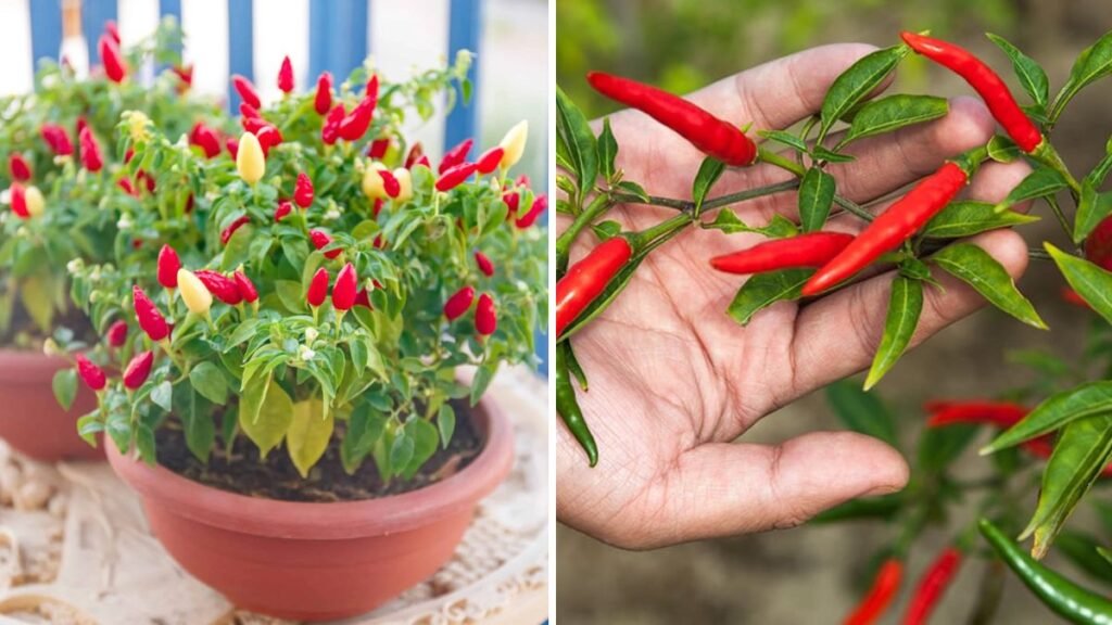 Wow! How to Propagate Chili Plants from Chili for a Bountiful Harvest
