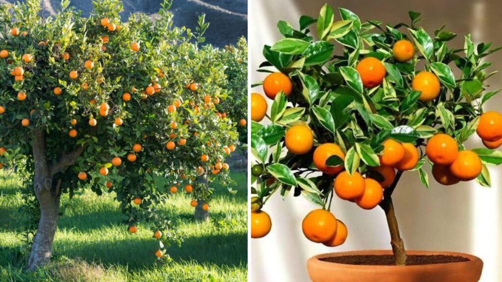 The Surprising Propagation Trick: Can You Grow Oranges Using Apples? A New Gardening Idea Explained!