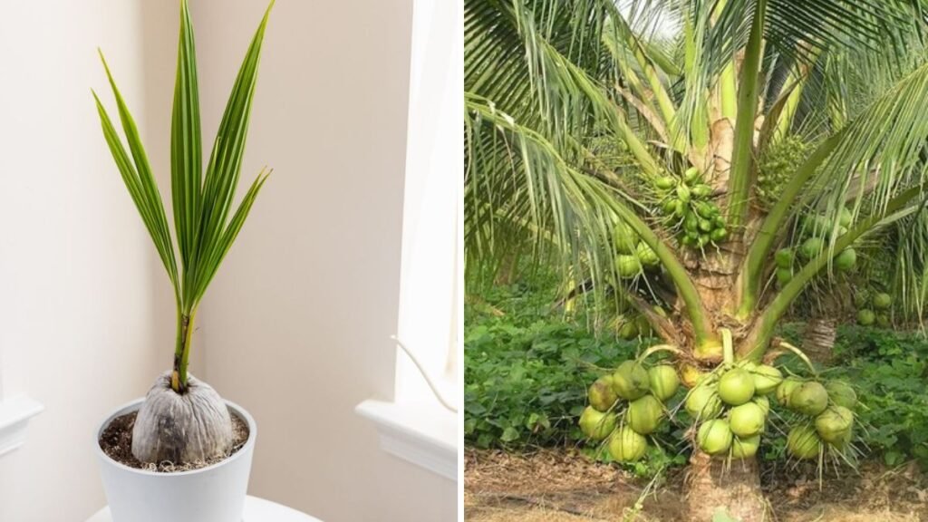 The Secret to Coconut Propagation: Simple and Effective Ways to Grow Coconut Trees at Home!