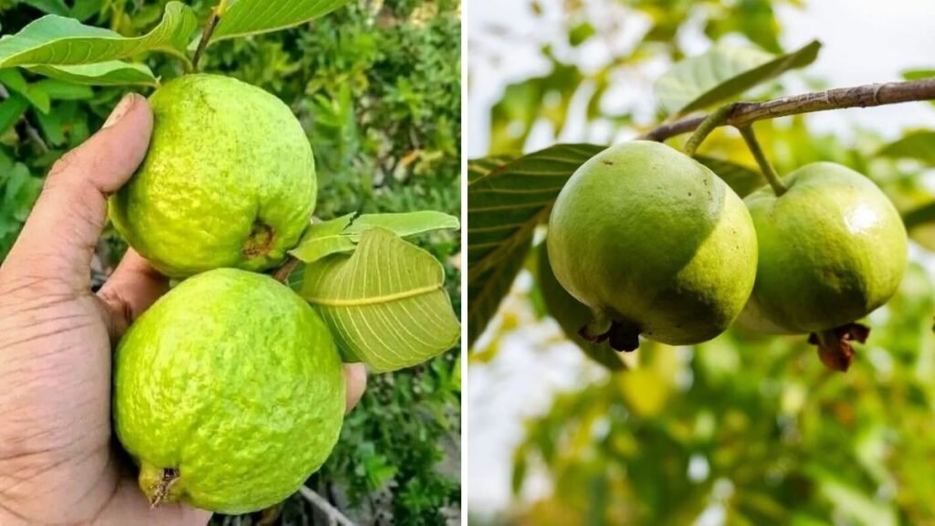 Unlocking Nature’s Secret: Special Tips and Techniques for Growing Thriving Guava Trees at Home