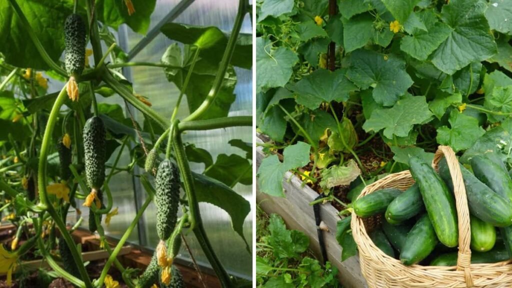 Revolutionary Technique: How to Grow a Cucumber Tree Fast and Easily from Seed!