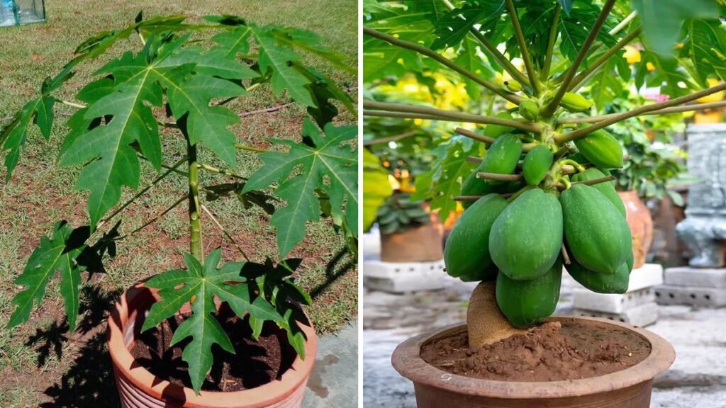 Grow Your Own Papaya Trees from Fruit: A Complete Step-by-Step Guide to a Bountiful Harvest