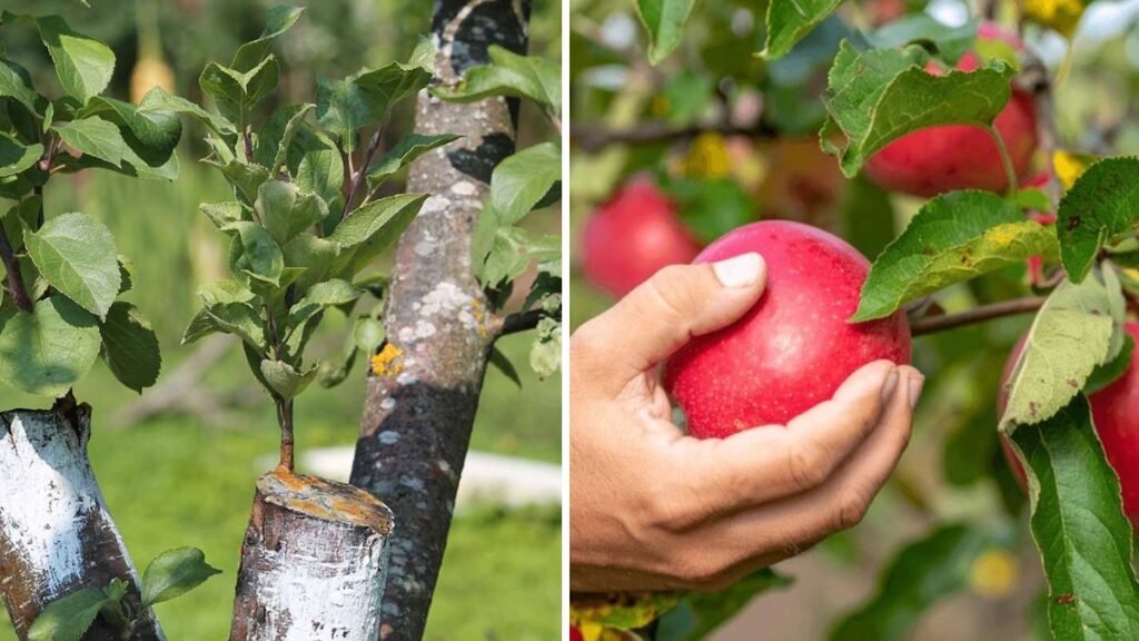Amazing! A Revolutionary Way to Propagate Apple Trees Directly from Apples