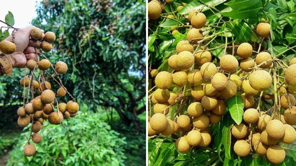 A New Idea for Grafting Longan: Grow Healthier Trees and Bigger, Sweeter Fruits!