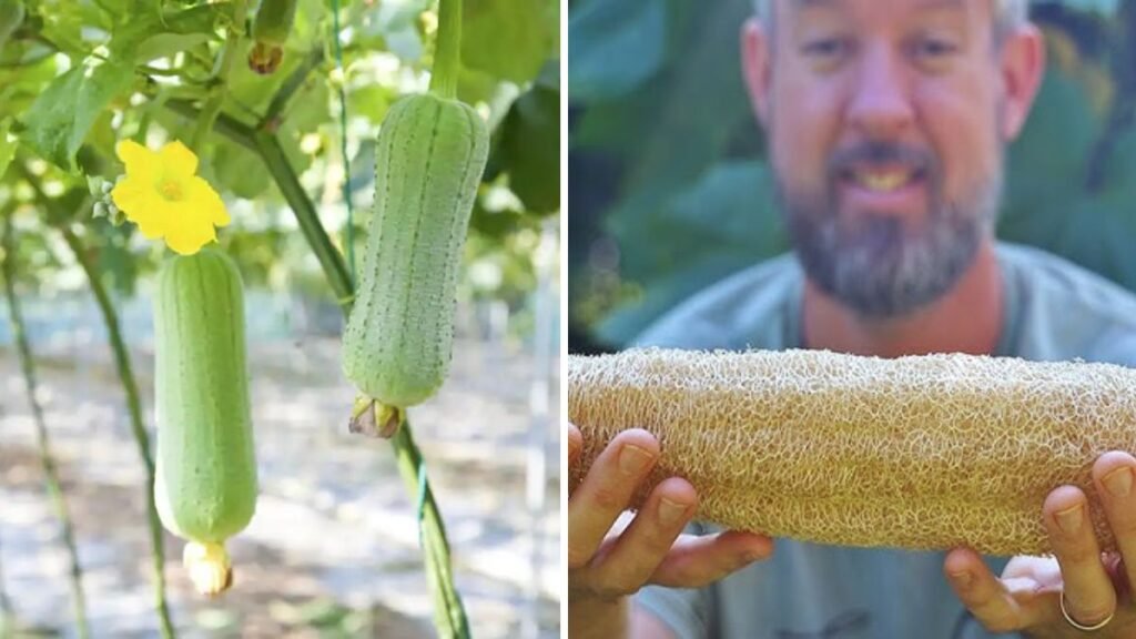 Easy Way to Graft Luffa: Boost Growth, Yield, and Healthy Fruits Effortlessly!