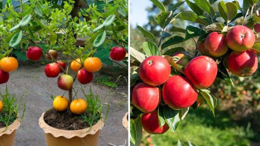 Great Idea for Grafting Apple: Boost Fruit Quality and Yield the Smart Way!