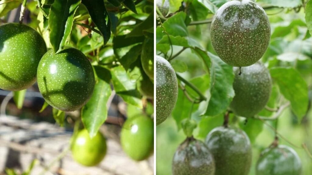 Great Idea for Grafting Passionfruit: Boost Growth, Yield, and Delicious Fruits!