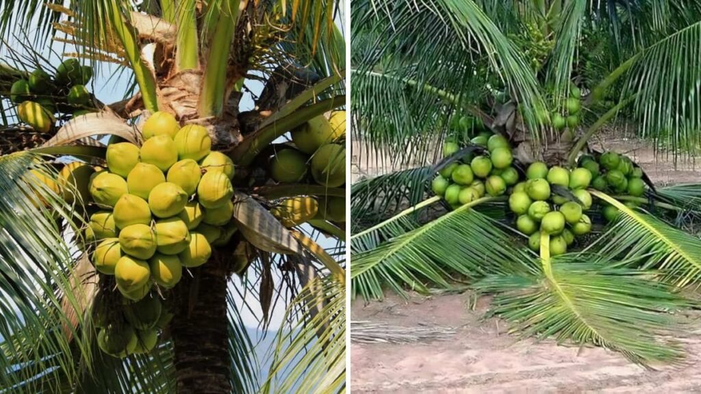 The Genius Gardener’s Trick: Great Idea on How to Grow Coconuts So They Sprout Fast, Grow Strong, and Produce Early!