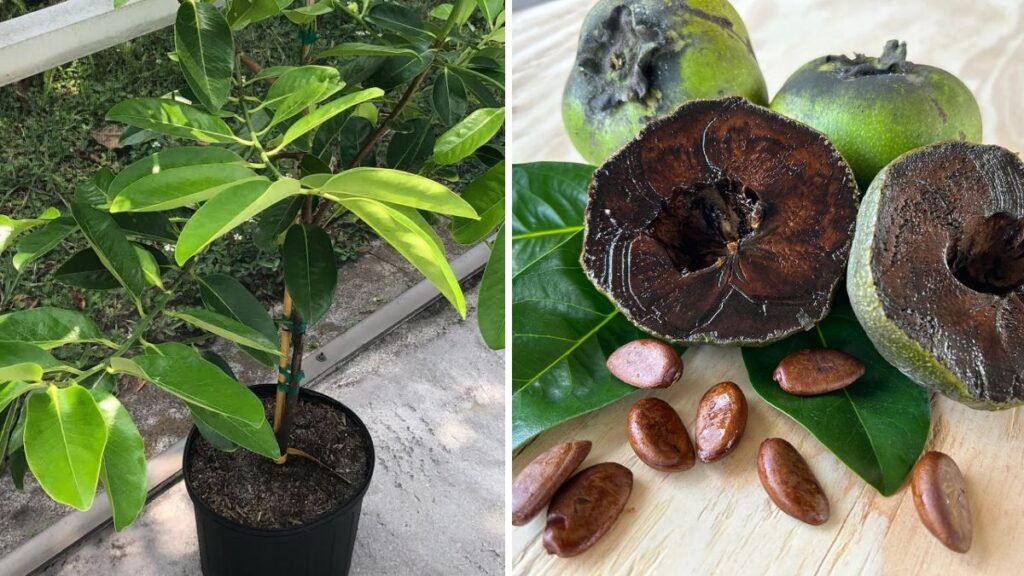 Did You Ever See a Black Sapote Like This? The Amazing “Chocolate Pudding Fruit” That Will Blow Your Mind!V